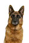German Shepherd Dog in front of white background