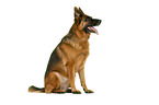 German Shepherd Dog in front of white background