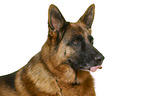 German Shepherd Dog in front of white background
