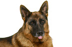 German Shepherd Dog in front of white background
