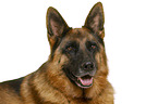 German Shepherd Dog in front of white background