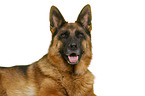German Shepherd Dog in front of white background