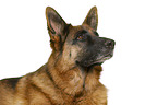 German Shepherd Dog in front of white background