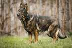 standing GDR Shepherd