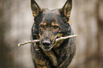 GDR Shepherd portrait