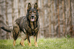 standing GDR Shepherd