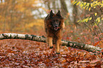 jumping German Shepherd