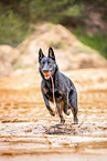 playing German Shepherd