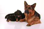 German Shepherds