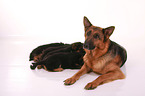 German Shepherds