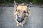 sitting German Shepherd