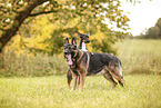 German shepherd and terrier-cross