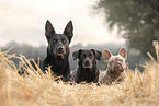3 dogs
