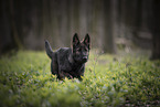 young German Shepherd