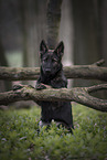 young German Shepherd