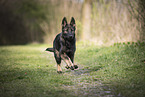 young German Shepherd