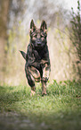young German Shepherd