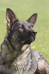 male German Shepherd