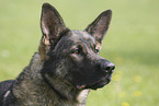 male German Shepherd