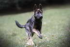 young German Shepherd