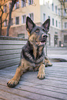 German Shepherd in the city