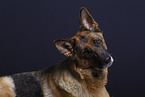 German Shepherd in studio