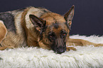 German Shepherd in studio