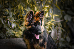 adult German Shepherd