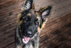 adult German Shepherd