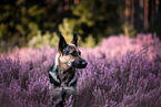 adult German Shepherd