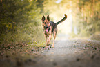 adult German Shepherd