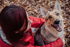 adult German Shepherd