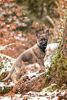 German Shepherd Puppy