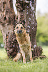 male German Shepherd