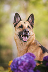 male German Shepherd