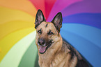 male German Shepherd