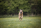 male German Shepherd