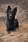black German Shepherd
