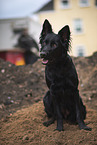 black German Shepherd