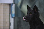 black German Shepherd