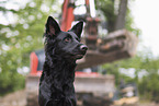 black German Shepherd