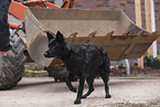 black German Shepherd