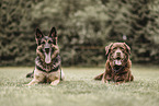 2 dogs