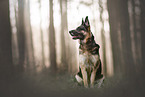 adult German Shepherd
