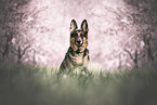 adult German Shepherd