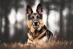 adult German Shepherd