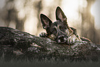adult German Shepherd