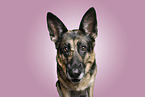 adult German Shepherd