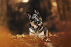 adult German Shepherd