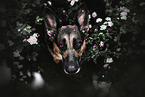 adult German Shepherd